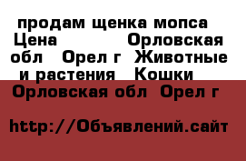 продам щенка мопса › Цена ­ 8 000 - Орловская обл., Орел г. Животные и растения » Кошки   . Орловская обл.,Орел г.